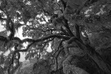  The Fairchild Oak