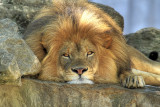 Lazy Lion
