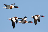 Common Shelduck (Tadorna tadorna)