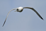 Herring Gull (Larus argentatus) - grtrut