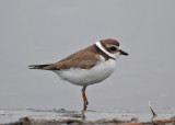 Semipalmated Plover (Charadrius semipalmatus) - flikstrandpipare