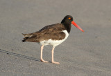 American Oystercatcher (Haematopus palliatus) - amerikansk strandskata