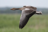 Greylag Goose (Anser anser) - grgs