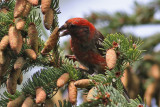 Two-barred Crossbill (Loxia leucoptera) - bndelkorsnbb