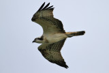 Osprey (Pandion haliaetus) - fiskgjuse