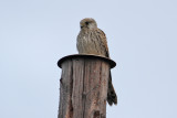 Kestrel (Falco tinnunculus) - tornfalk
