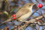 Reed Warbler (Acrocephalus scirpaceus) - rrsngare