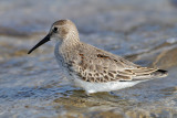 Dunlin (Calidris alpina) - krrsnppa