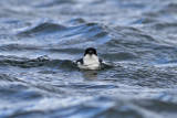 Little Auk (Alle alle) - alkekung