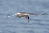 Arctic Tern (Sterna paradisaea) - silvertrna