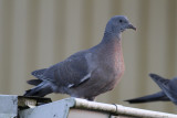 Common Wood-Pigeon (Columba palumbus) - ringduva