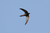 Pallid Swift (Apus pallidus) - blek tornseglare