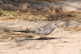 Namaqua Dove (Oena capensis) - lngstjrtsduva