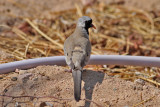 Namaqua Dove (Oena capensis) - lngstjrtsduva