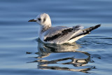 Black-legged Kittiwake (Black-legged Kittiwake) - tretig ms