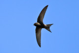 Common Swift (Apus apus) - tornseglare