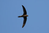 Pallid Swift (Apus pallidus) - blek tornseglare