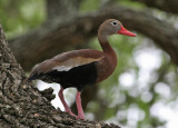 Black-bellied Whistling-Duck (Dendrocygna autumnalis) - svartbukig visseland