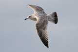 Herring Gull (Larus argentatus) - grtrut