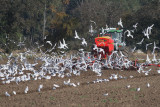 Black-headed Gull (Larus ridibundus) - skrattms