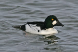 Common Goldeneye (Bucephala clangula) - knipa