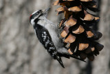 Downy Woodpecker (Picoides pubescens)