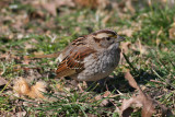 White-throated Sparrow (Zonotrichia albicollis)