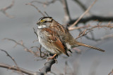 White-throated Sparrow (Zonotrichia albicollis)