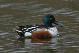 Northern Shoveler (Anas clypeata) - skedand