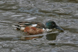 Northern Shoveler (Anas clypeata) - skedand