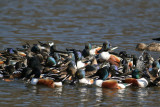 Northern Shoveler (Anas clypeata) - skedand