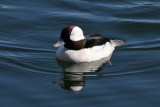 Bufflehead (Bucephala albeola) - Buffelhuvud