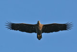 White-tailed Eagle (Haliaeetus albicilla) - havsrn