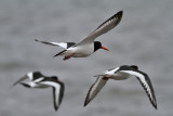 Eurasian Oystercatcher (Haematopus ostralegus) - strandskata