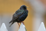 Common Starling (Sturnus vulgaris) - stare