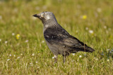 Jackdaw (Corvus monedula) - kaja