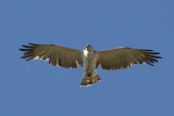 Short-toed Eagle (Circaetus gallicus) - ormrn