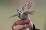 Paddyfield Warbler (Acrocephalus agricola) - fltsngare