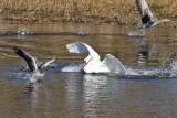 Mute Swan (Cygnus olor) - knlsvan - attacking Greylag Goose (Anser anser) - grgs