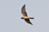 Pallid Harrier (Circus macrourus) - stpphk