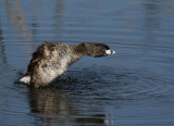 Pied-billed Grebe (Podilymbus podiceps) - tjocknbbad dopping