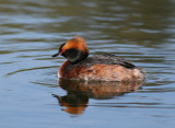 Horned Grebe (Podiceps auritus) - svarthakedopping