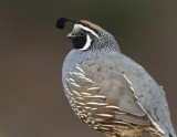 California Quail