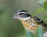 Black-headed Grosbeak