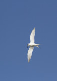 Fosters Tern