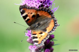 Small Tortoiseshell (Nymphalis urticae)