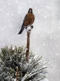 Snow Robin (Cropped)