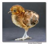 Bornean Peacock Pheasant