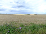 Clouds & fields