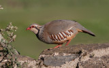 Red-legged Partridge - Rdhne - Alectoris rufa